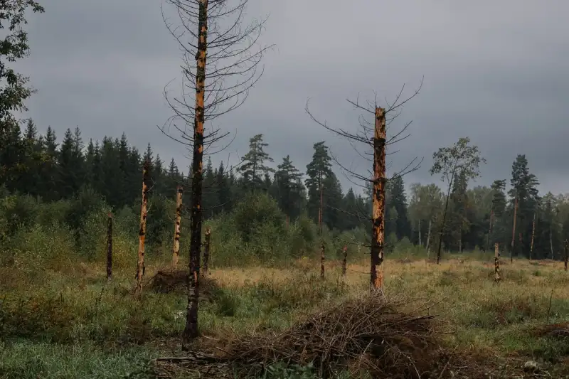 Ancient trees
