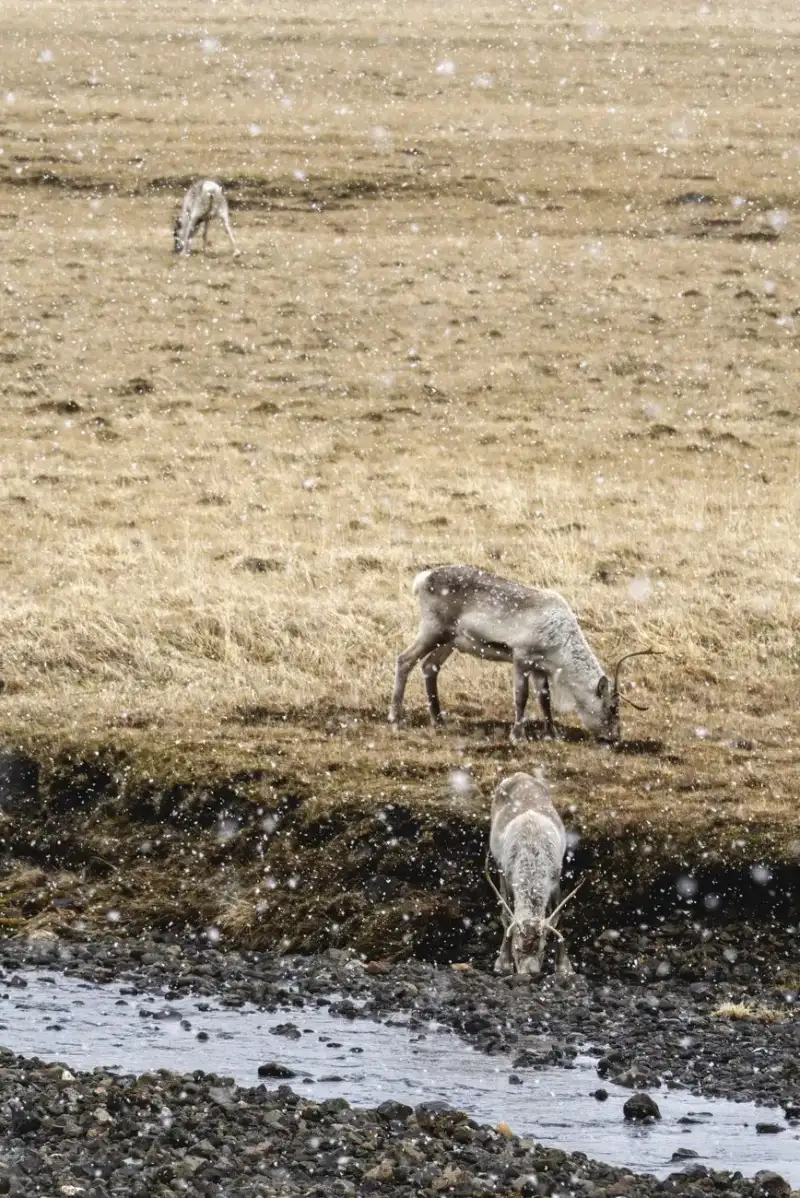 Reindeer Herding