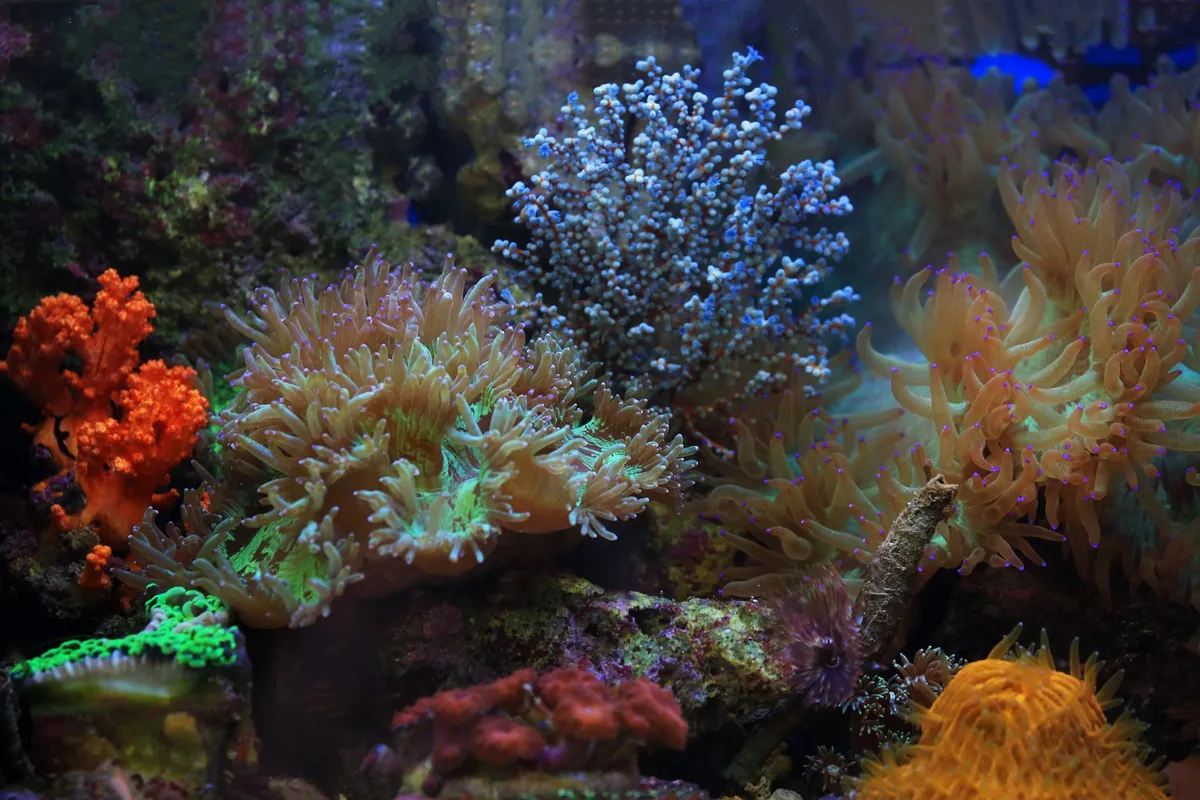 Great Barrier Reef