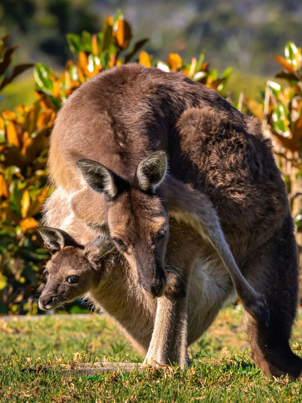 Kangaroo