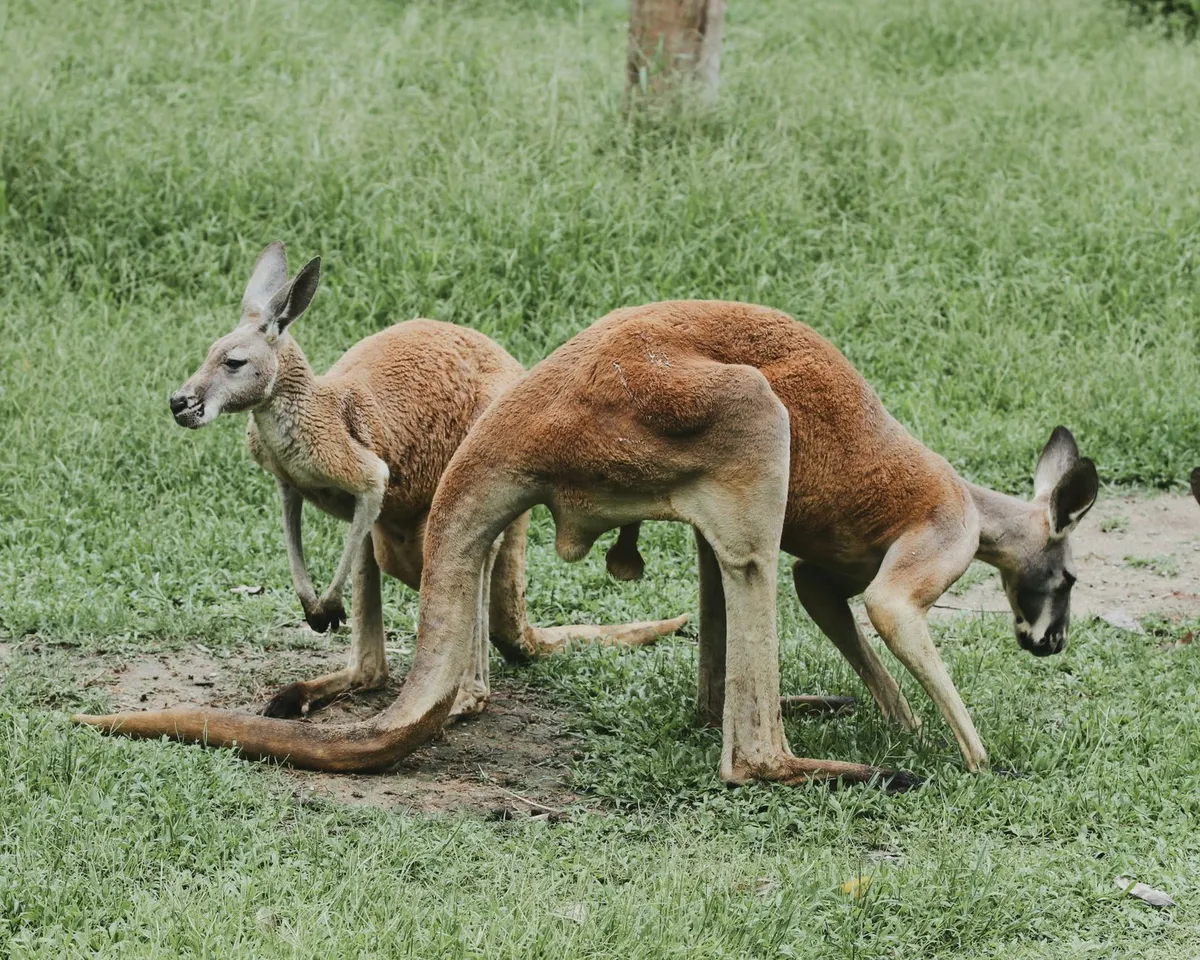 Australian wildlife