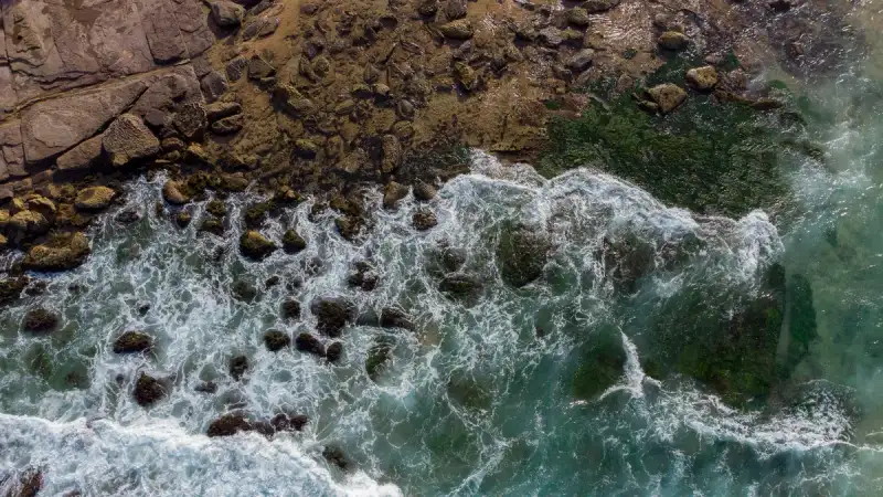 Coastal Foraging