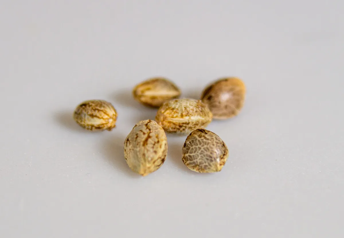 Traditional seed bank