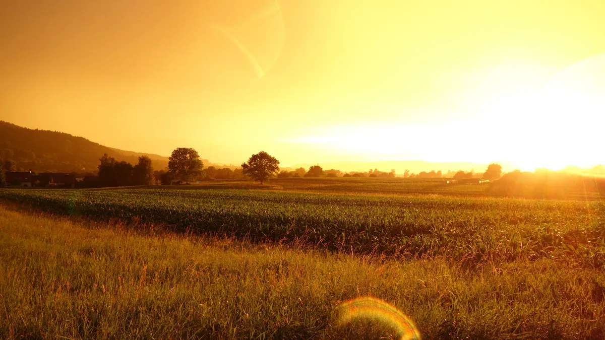 Where Sunflowers Guard the Gate: A Journey Into the World's Most Authentic Farm Stays