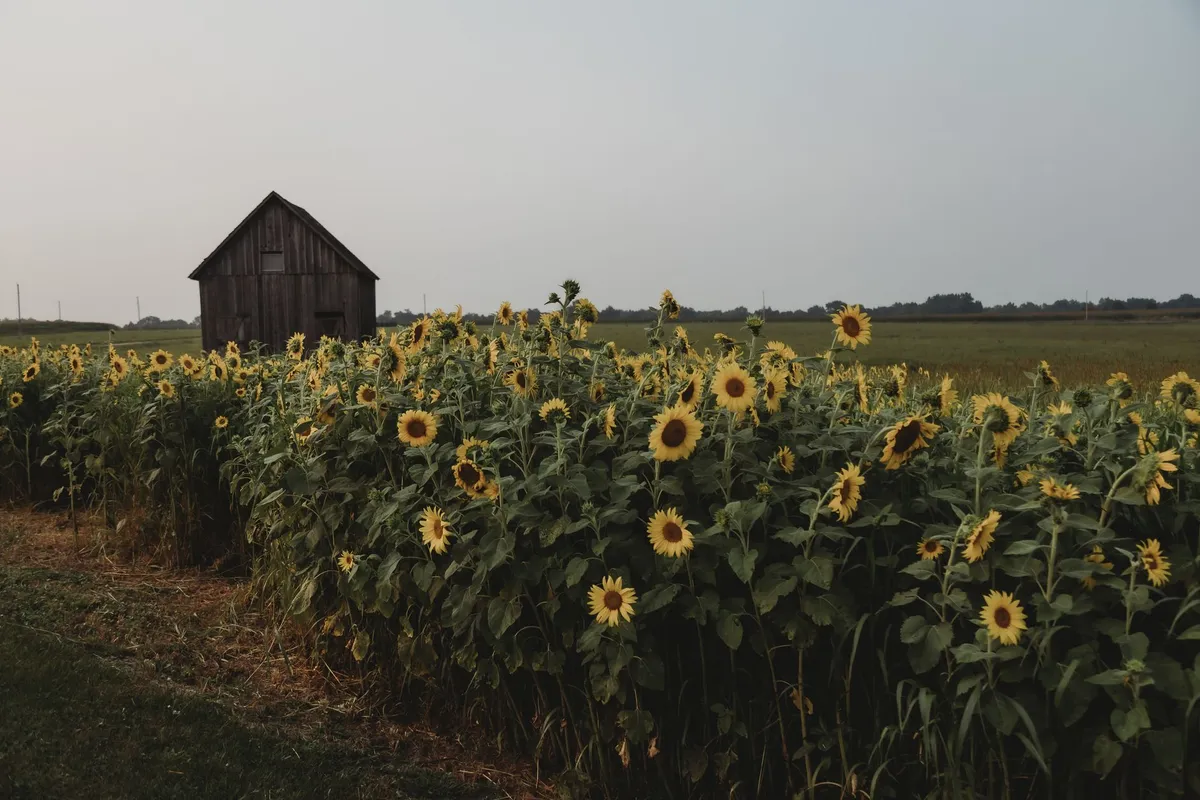 Tuscan agriturismo farmhouse with sunflower field