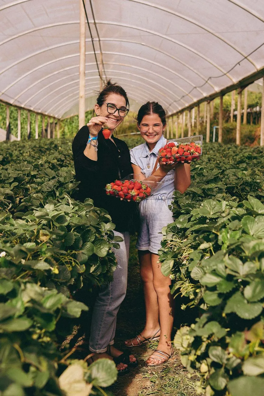 Family picking strawberries in u-pick farm field