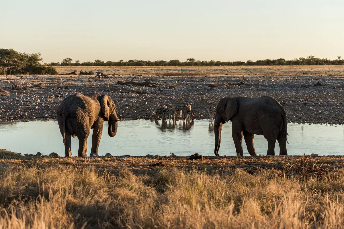 Where the Wild Things Roam: The World’s Most Unforgettable Wildlife Encounters