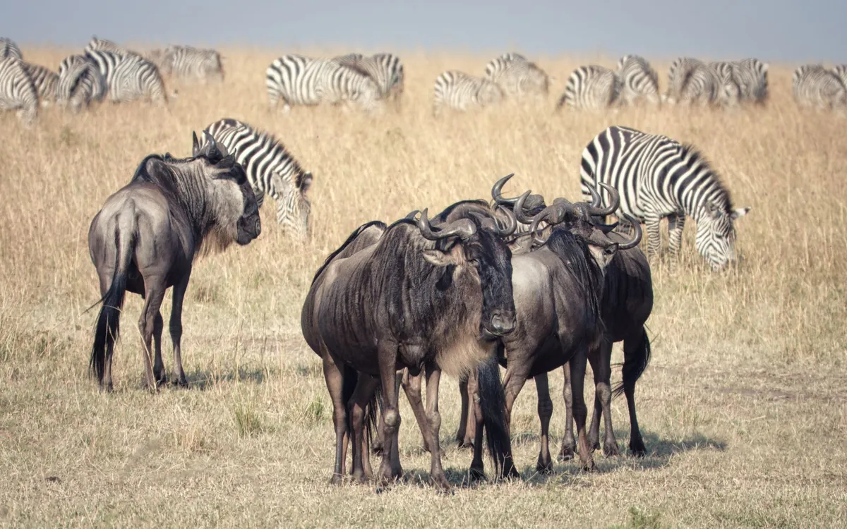 A herd of wildebeest crossing the Mara River in Tanzania