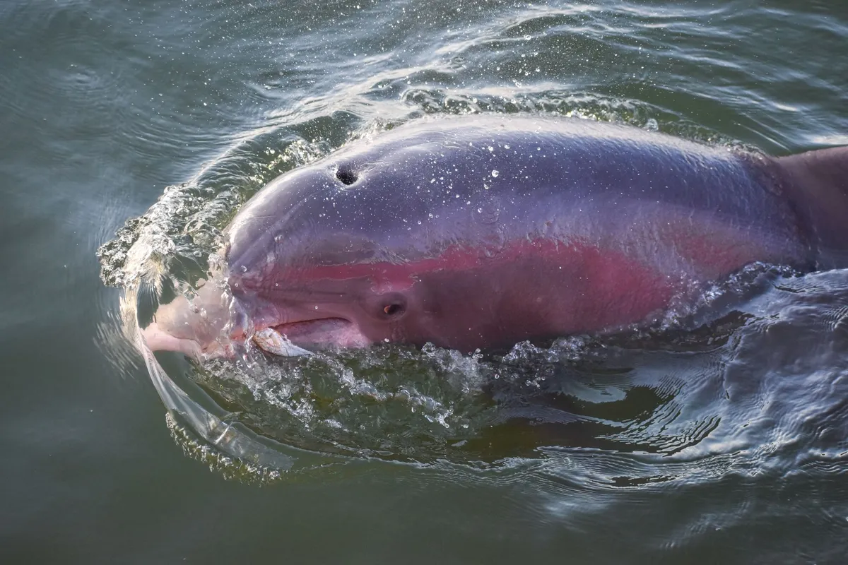 A pink river dolphin swimming in the Amazon River