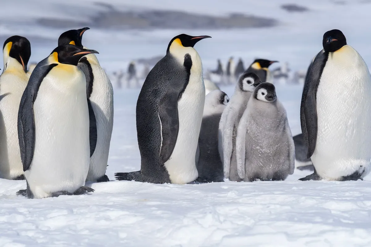 Emperor penguins huddling against the Antarctic wind