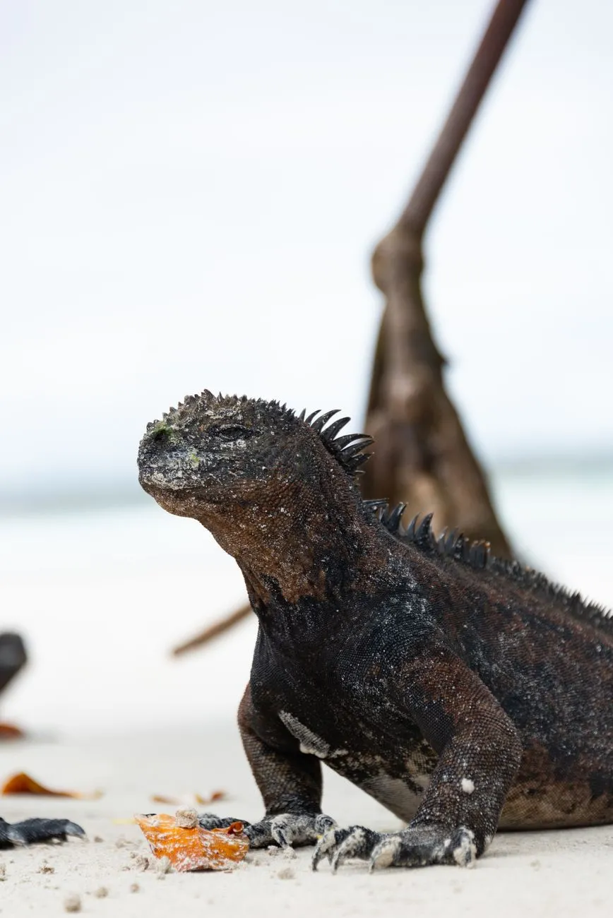 A marine iguana basking on volcanic rocks in the Galápagos