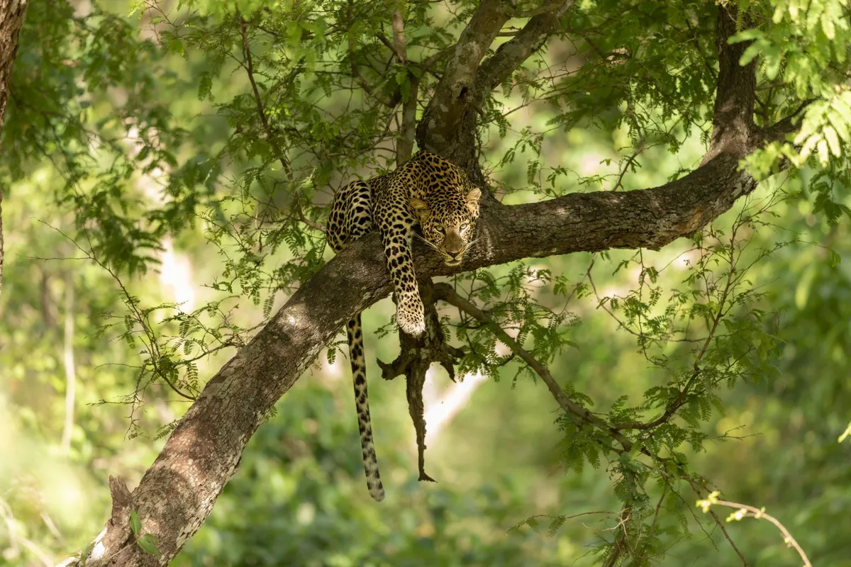 A leopard resting in a tree in Yala National Park, Sri Lanka