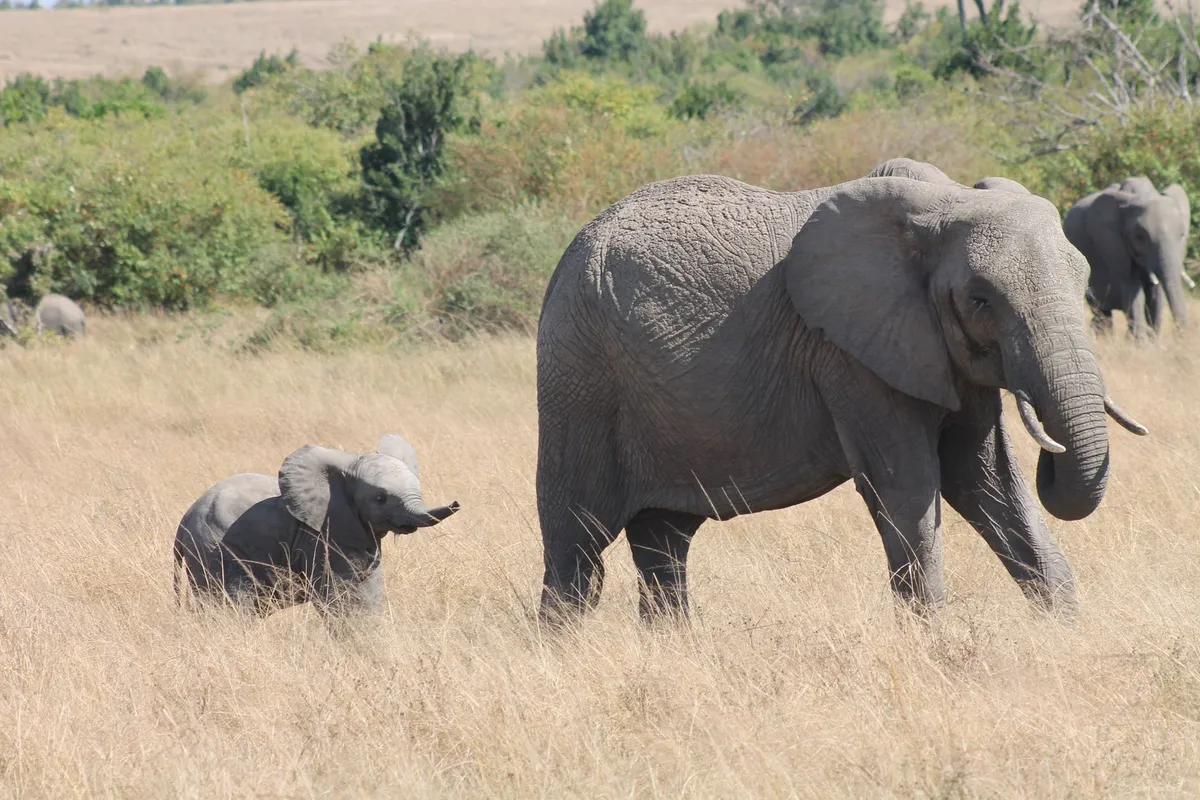 A family of elephants walking through a savanna at sunset