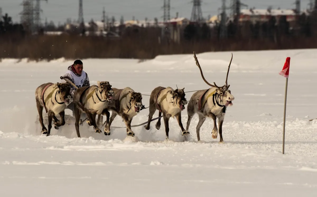 Reindeer milking at dawn