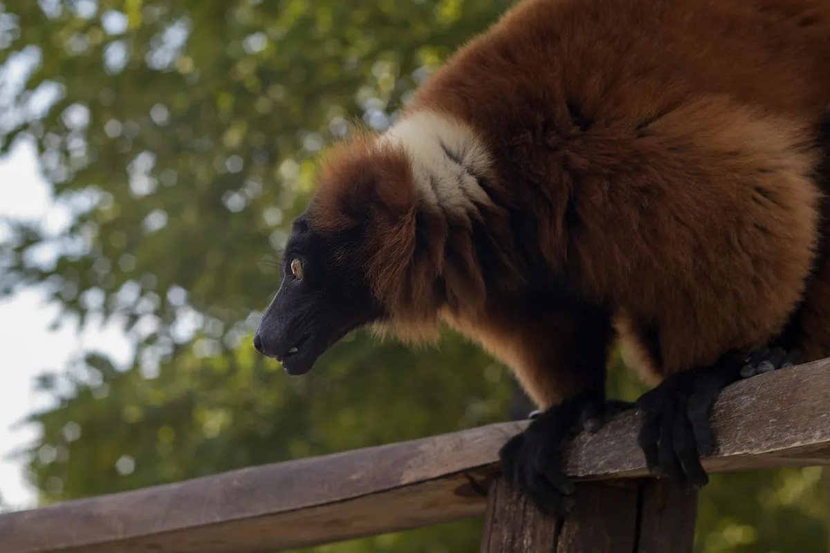 Indri lemur singing in rainforest canopy